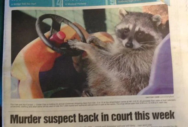 Raccoon in the newspaper headline.