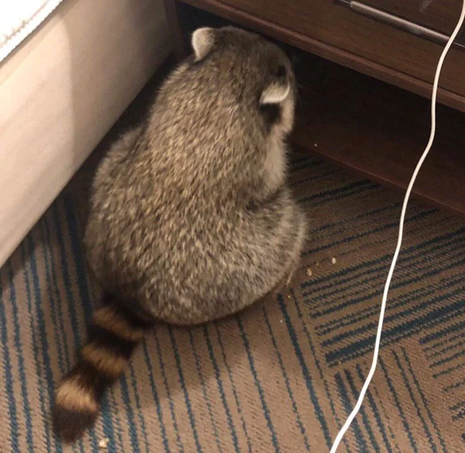 Time-out for the raccoon.