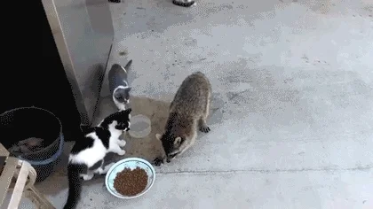 Raccoon stealing food from cats.