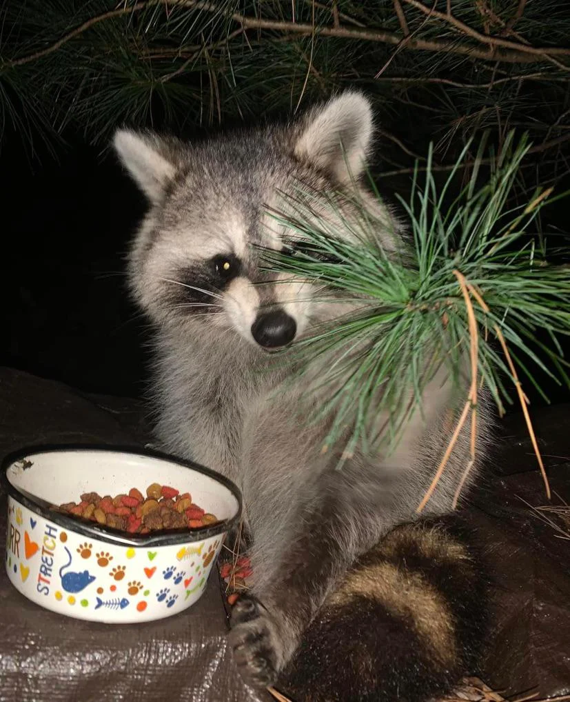 Raccoon enjoying catfood.