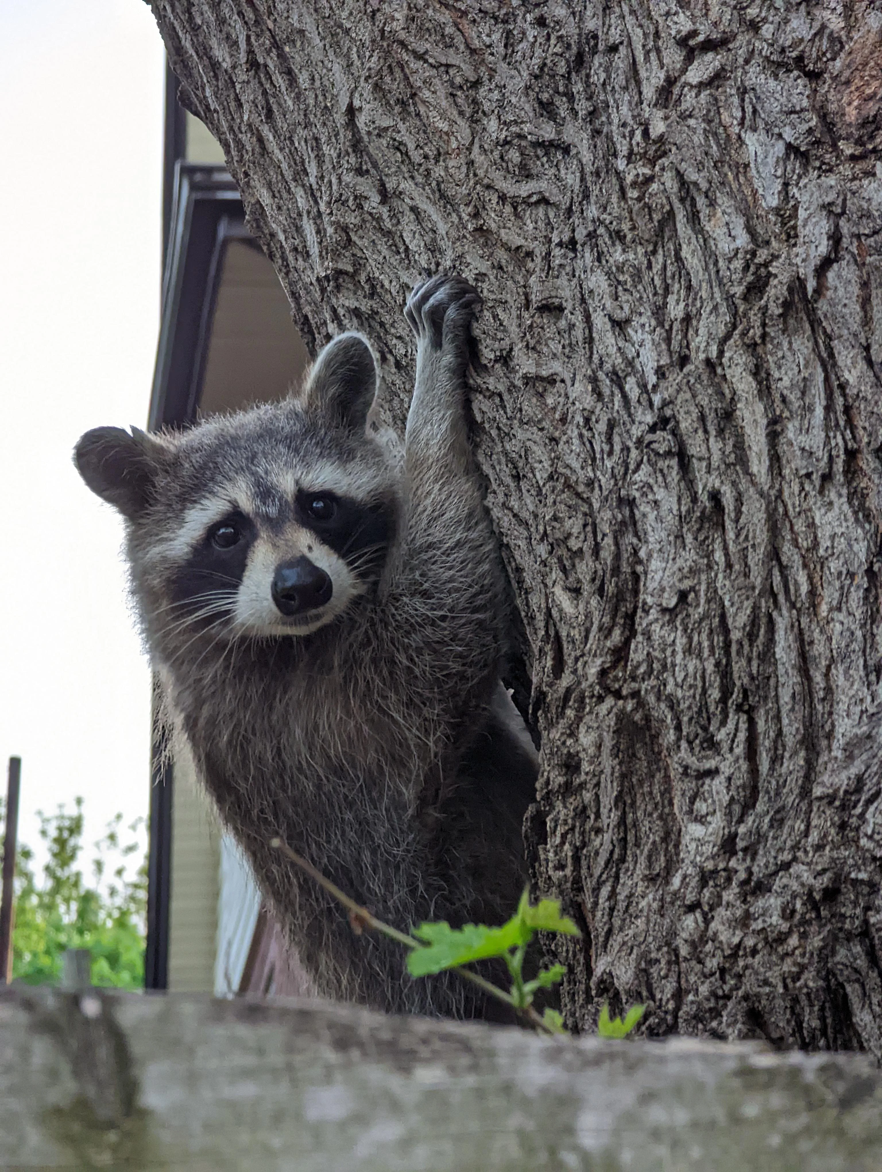 Raccoon climbing a tree.