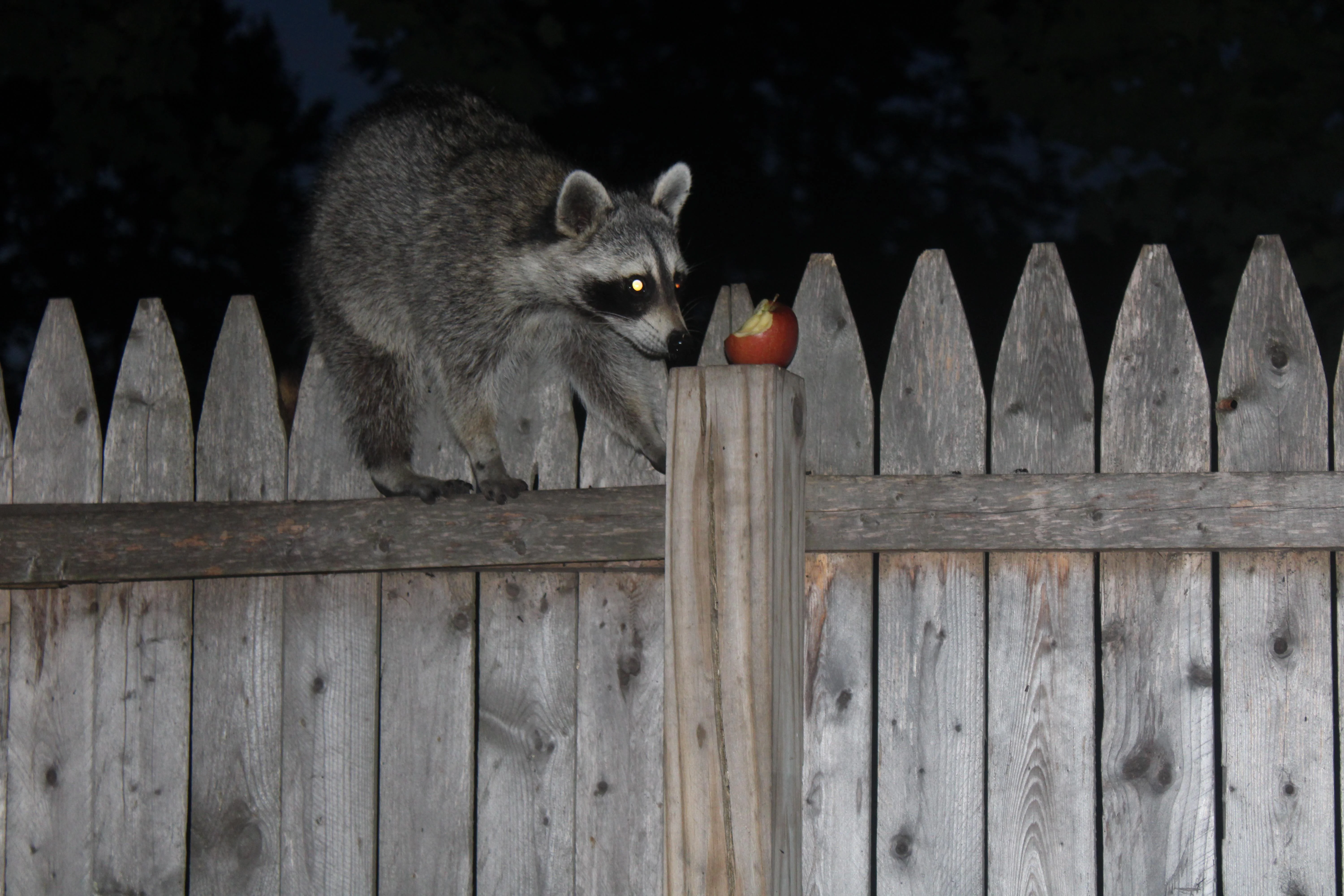 Raccoon going for the apple.