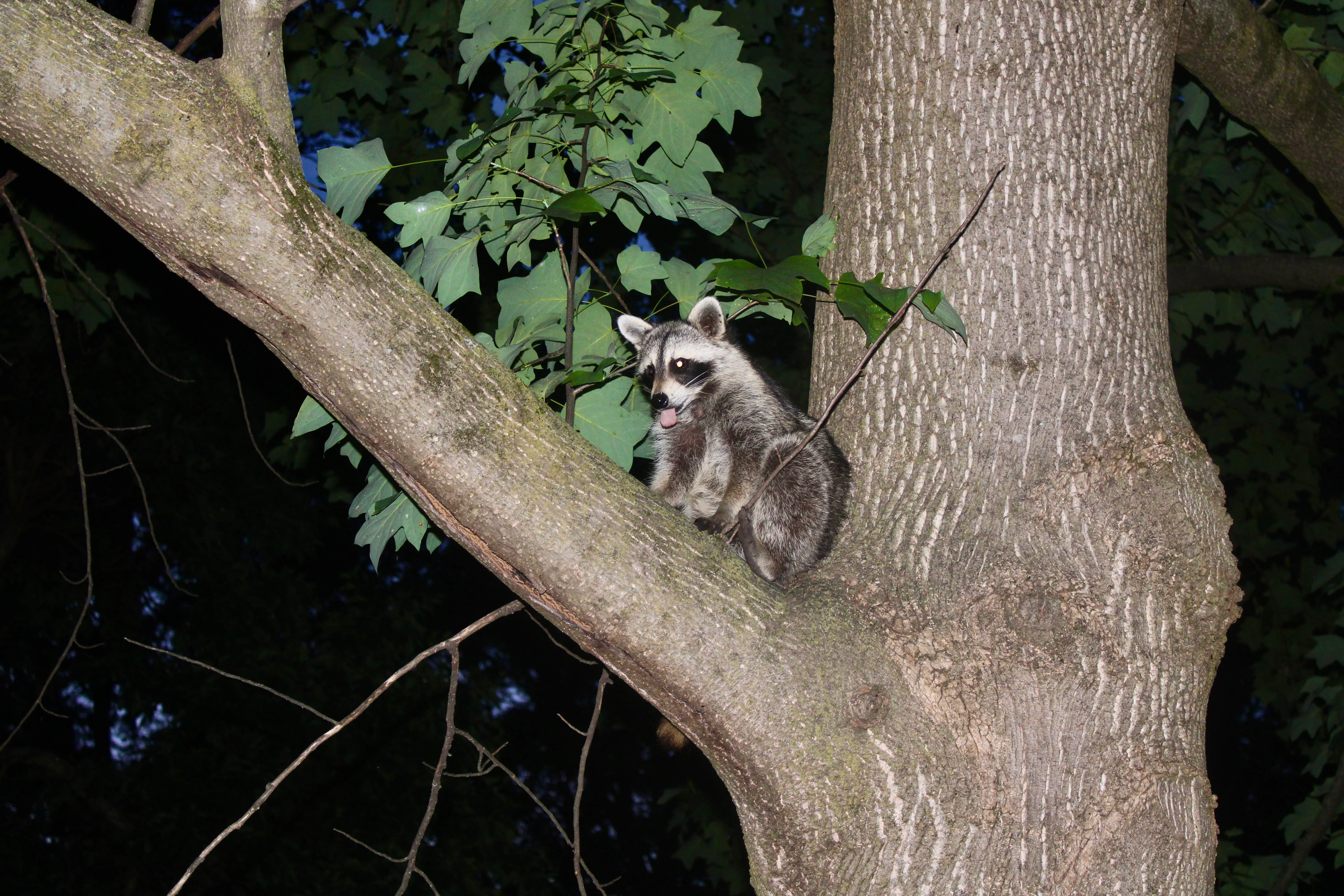Raccoon in a tree.