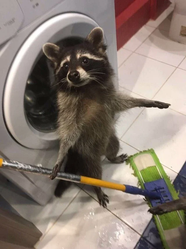 Raccoon cleaning the floor.