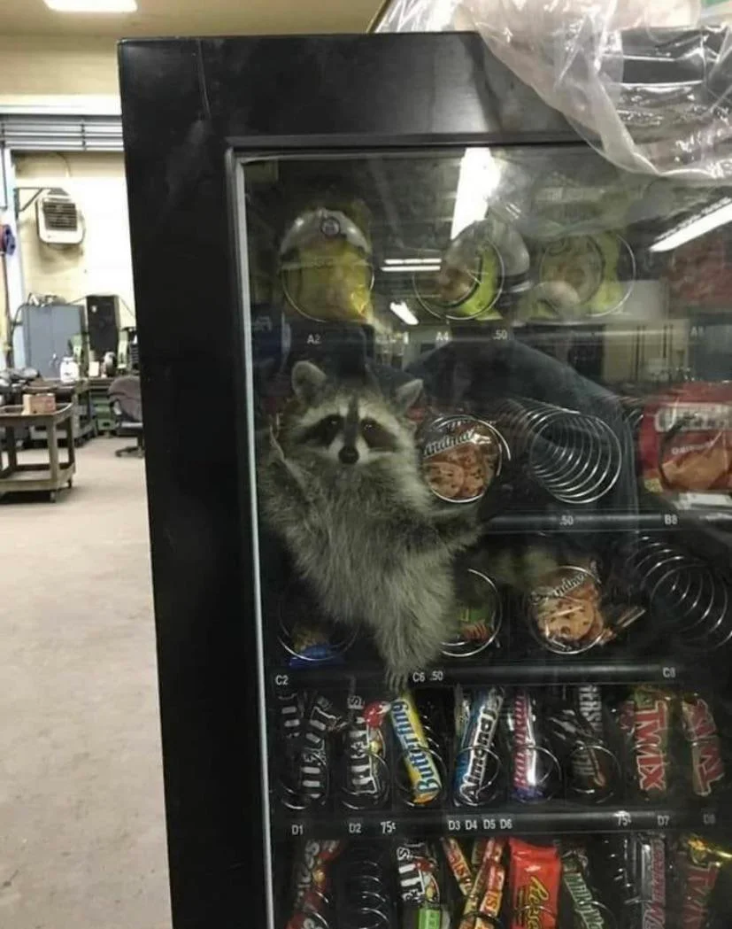 Raccoon stuck in a vending machine.