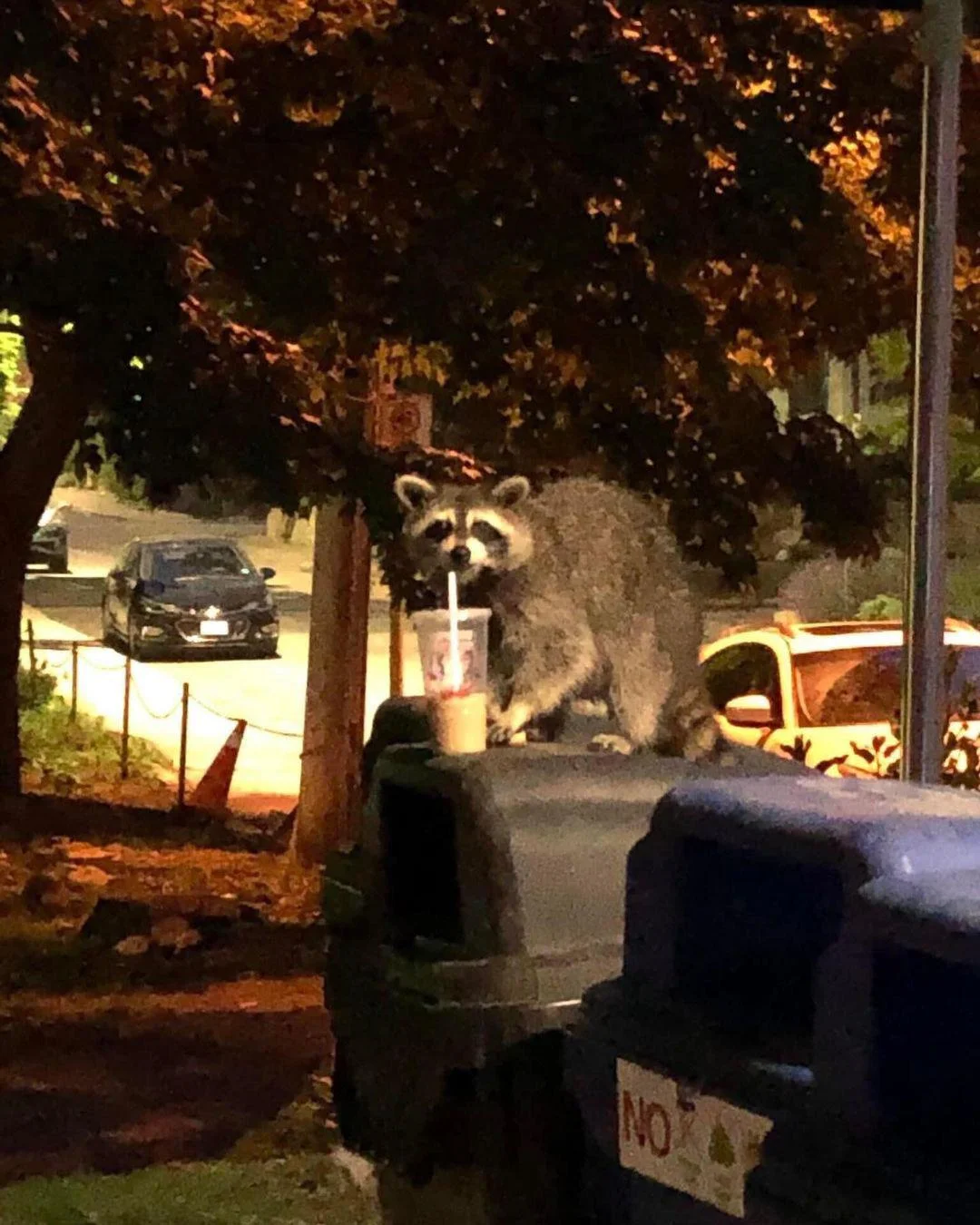 Raccoon enjoying his trash coffee.