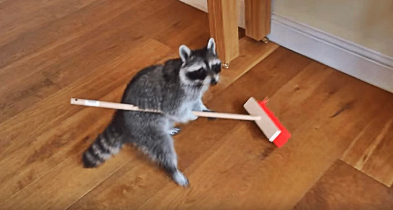 Raccoon sweeping the floor.