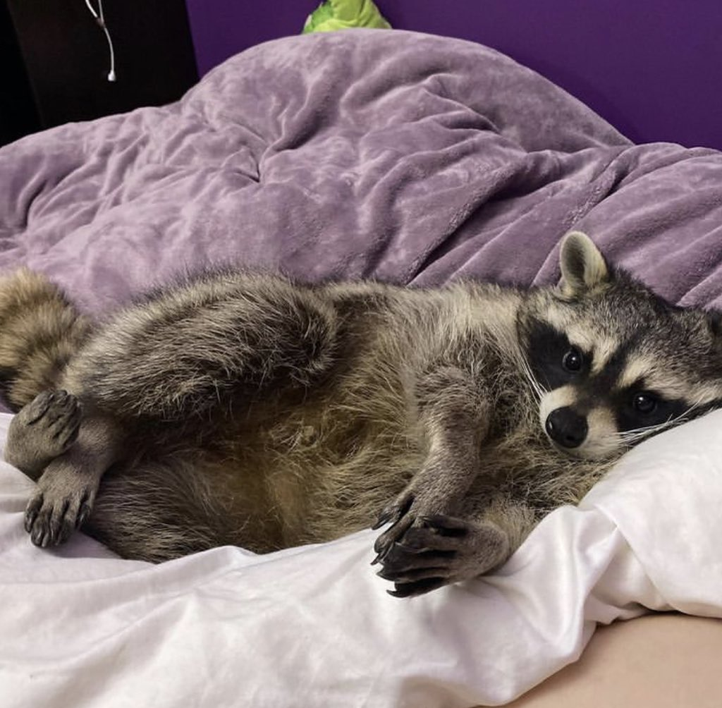 Cute raccoon laying in bed.