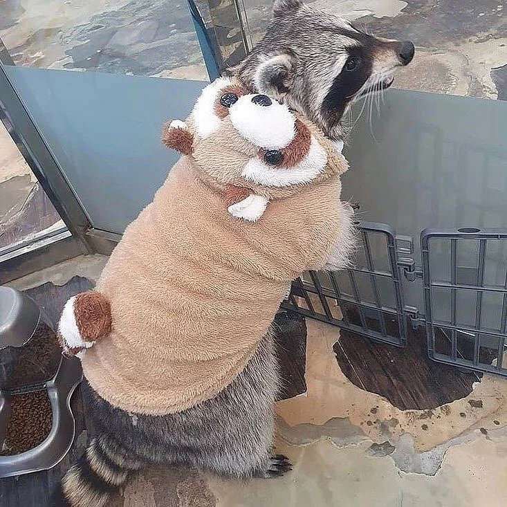 Raccoon dressed up as a sloth.
