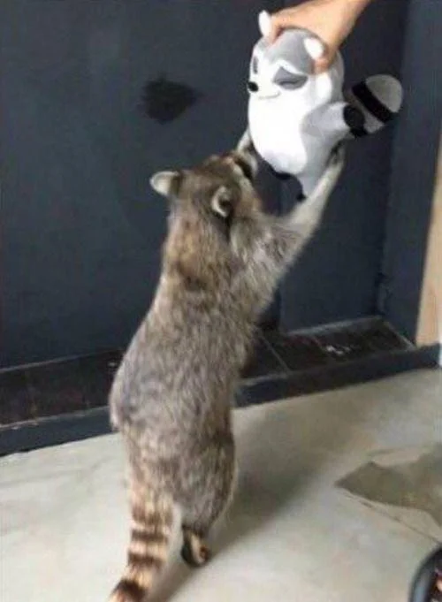 Raccoon receiving a stuffed raccoon.