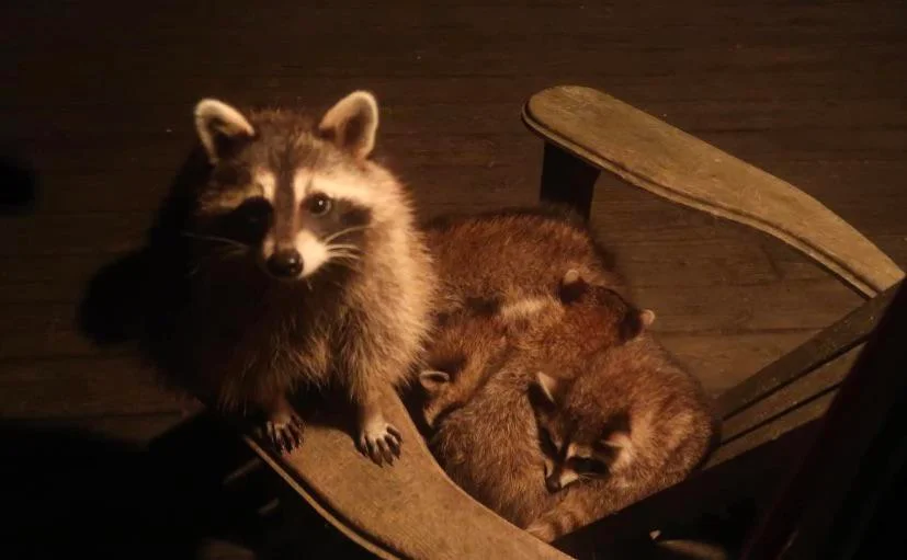 Raccoon sharing a chair in the night.