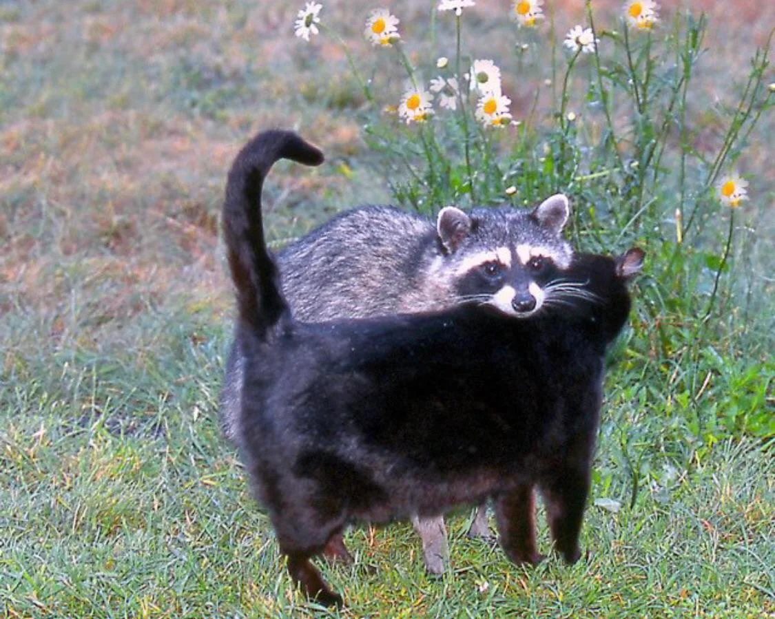 Cat and coon hugging.
