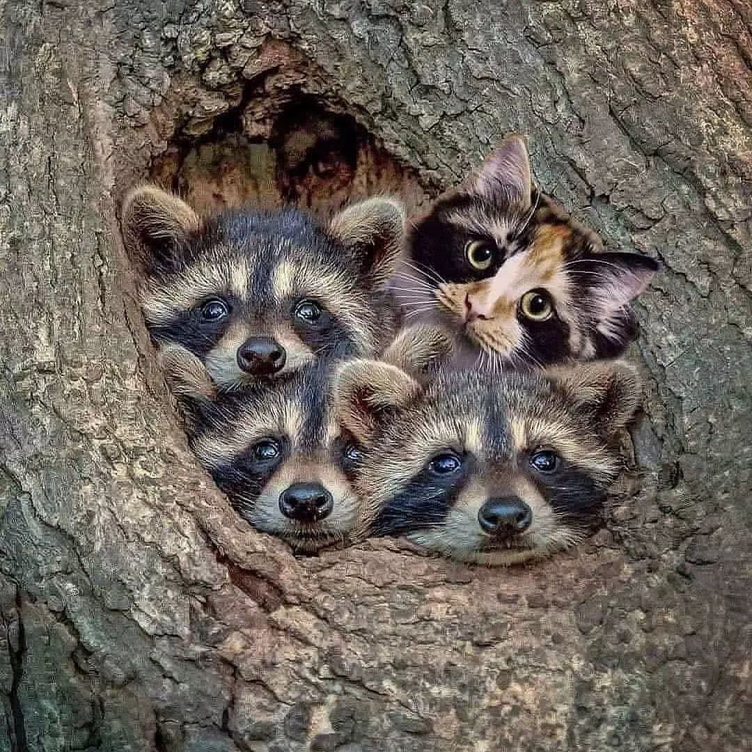 A nest of raccoons invaded by a cat.