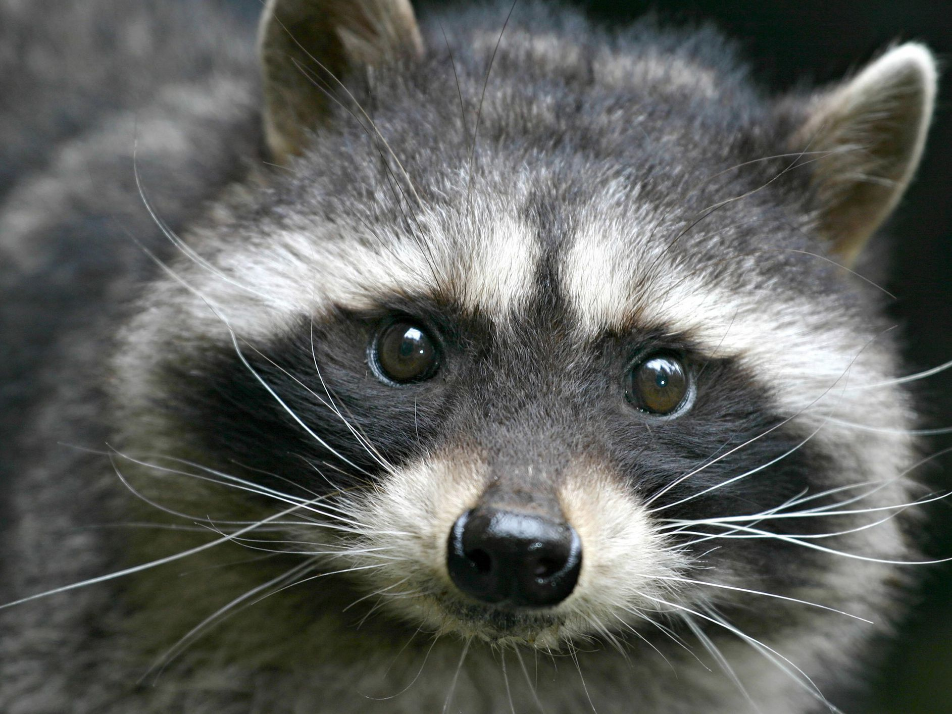 A cute raccoon.