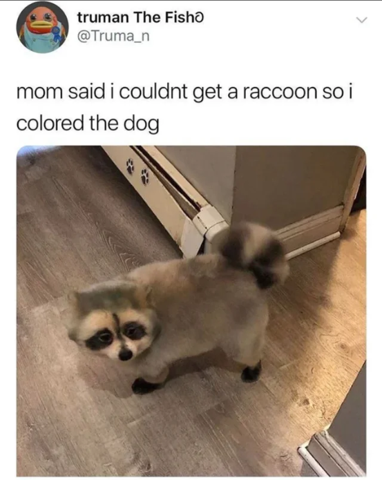 A dog almost being like a raccoon.