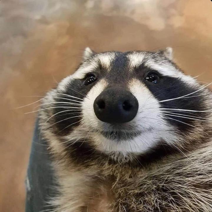 Funny raccoon.