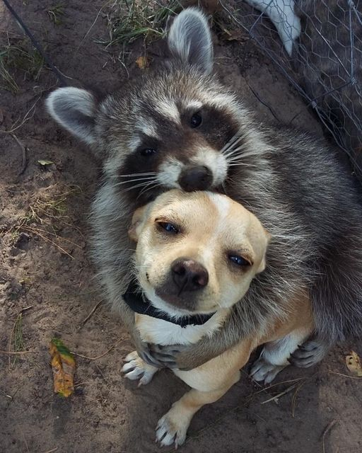 Raccoon hugging a dog.