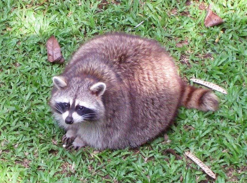 Slightly overweight cute raccoon.