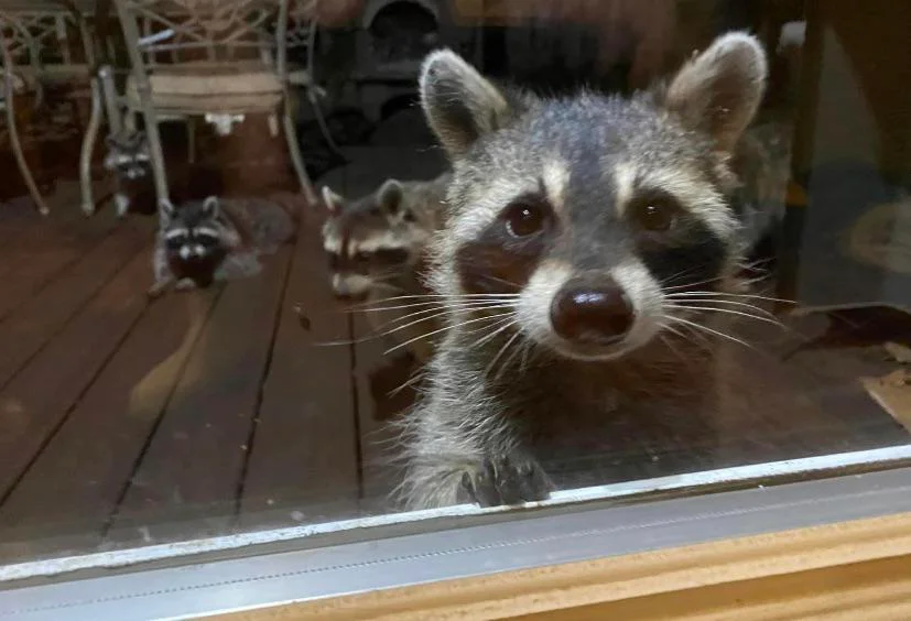 Een curieuze wasbeer die door het raam kijkt.