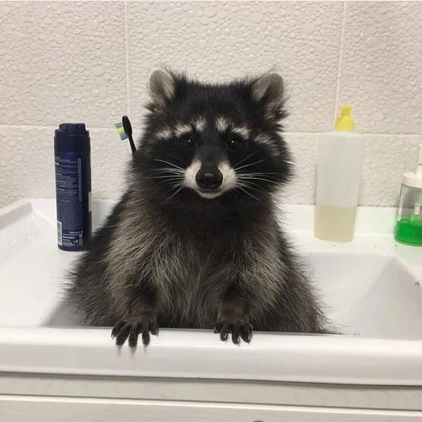 Raccoon in the sink.