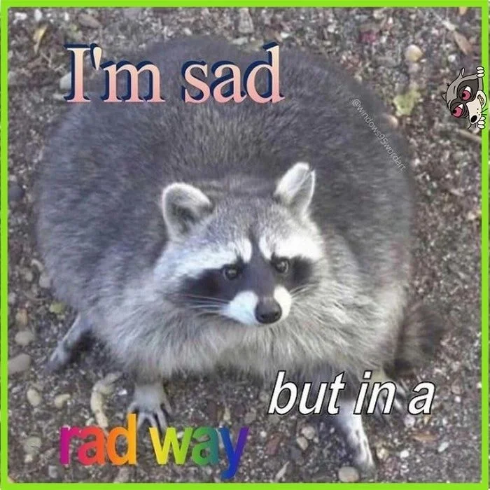 A rad sad raccoon.