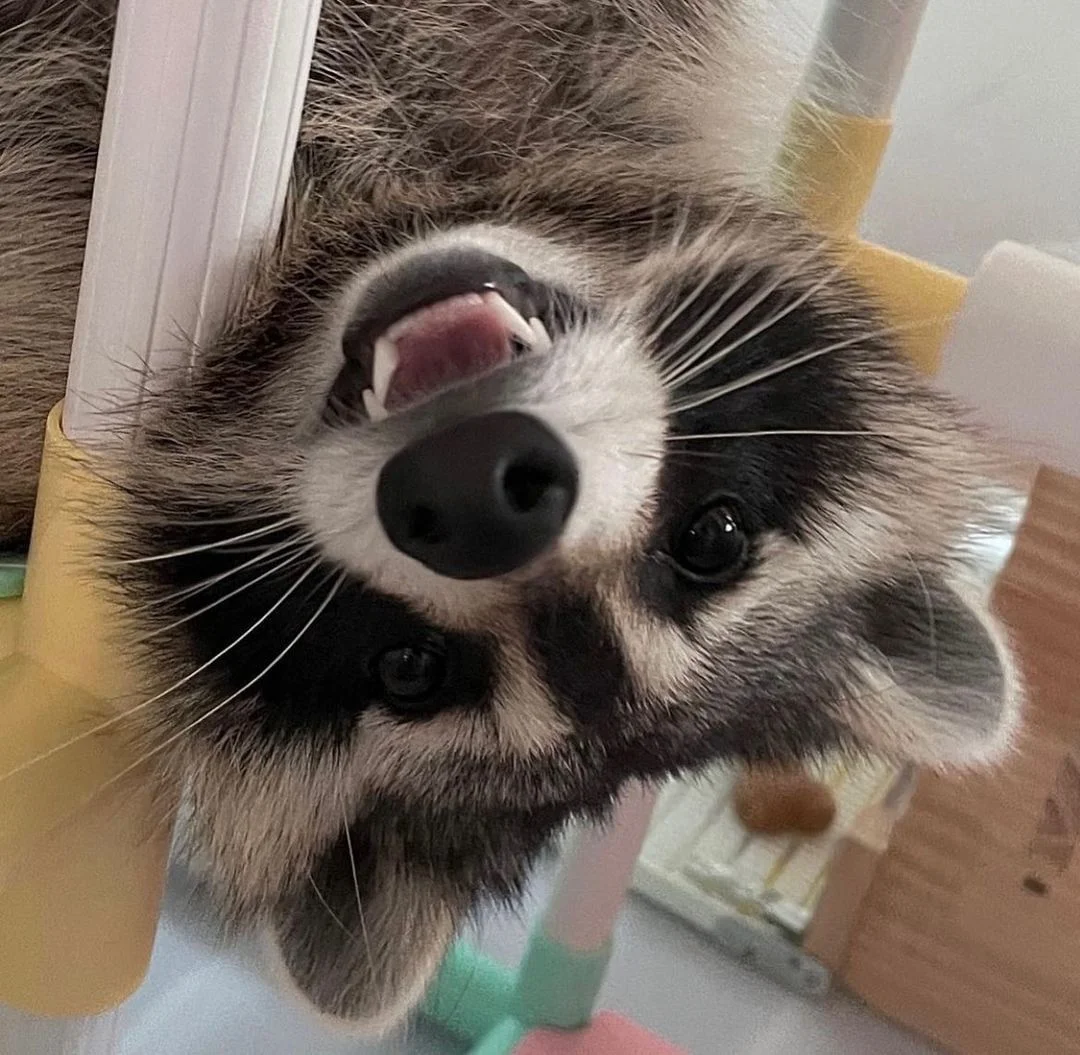 A silly raccoon on the staircase.