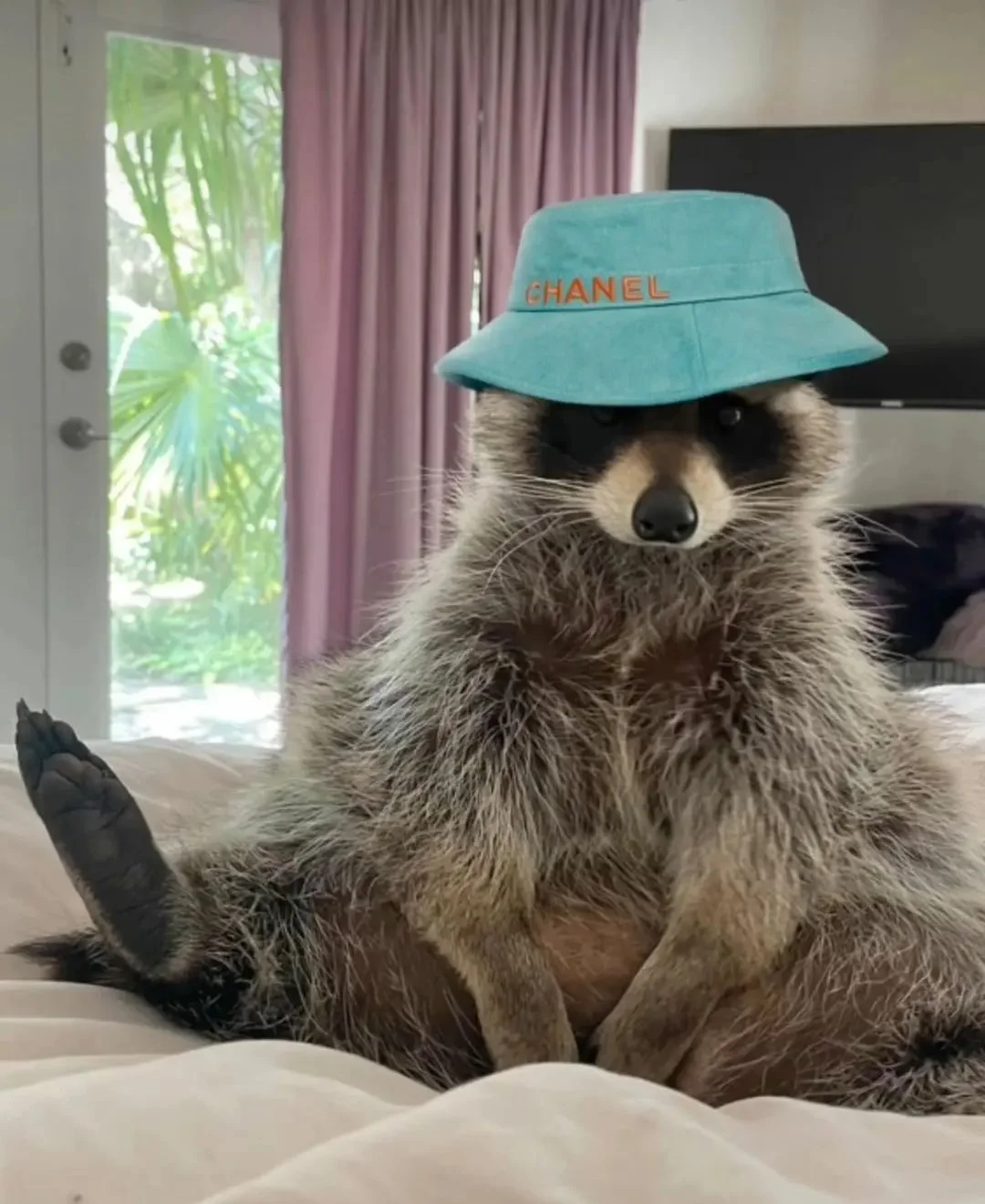 Raccoon posing with a hat.