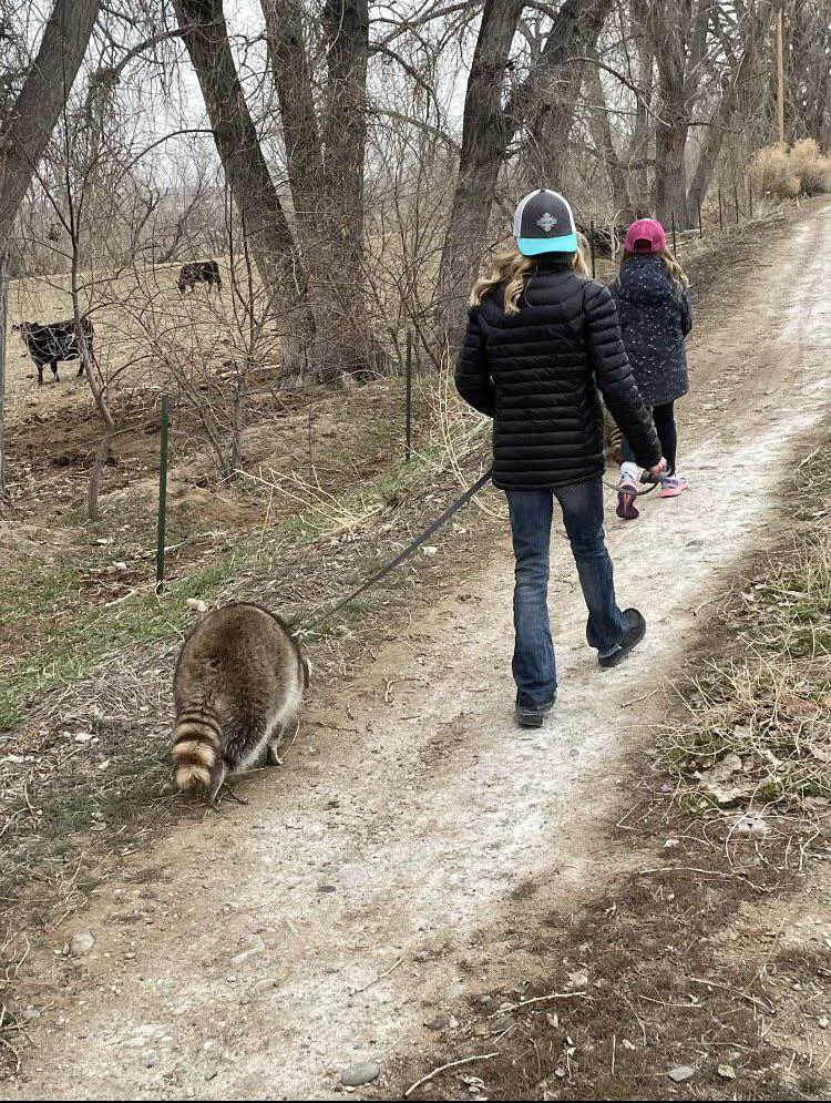 Owner taking raccoon for a walk.