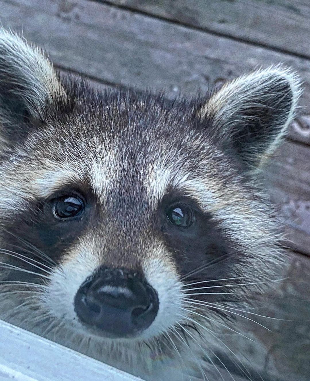 Raccoon staring through the window.