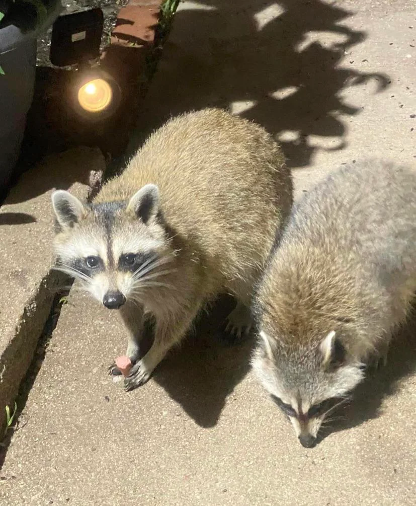 Two raccoons going for a walk.