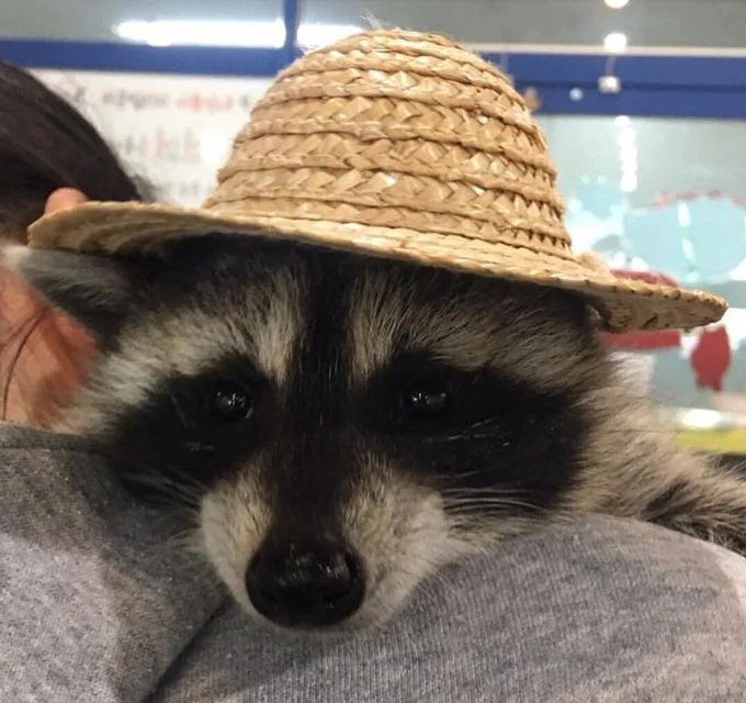 Raccoon wearing a straw hat.