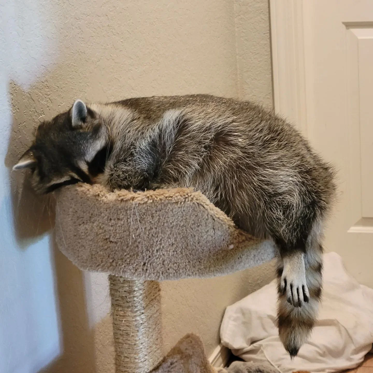 Raccoon taking a nap on a cat scratch pole.