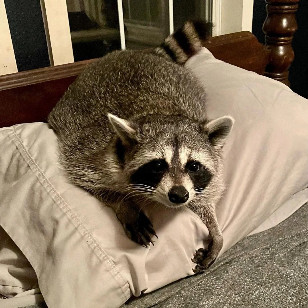 Raccoon claming his pillow.