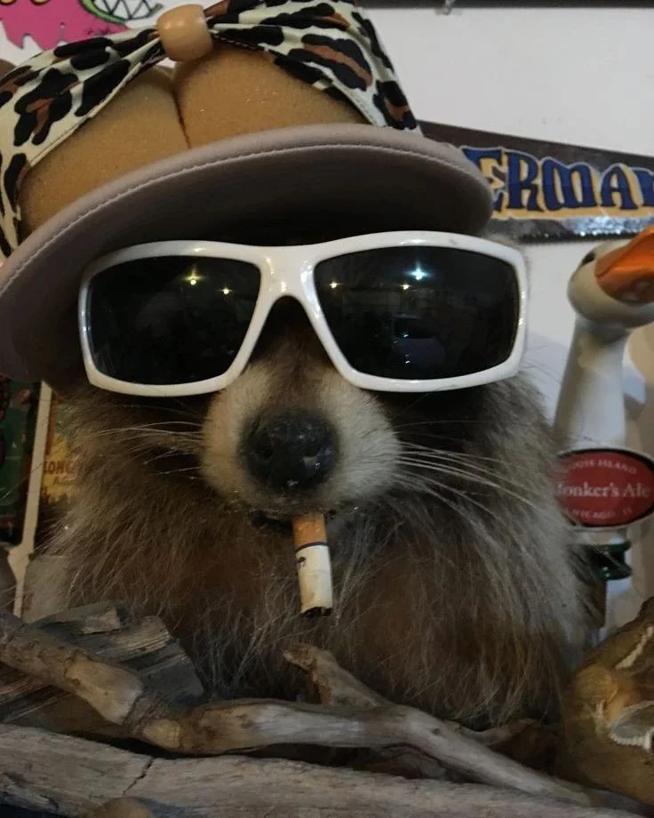 Cool raccoon wearing sunglasses and smoking a cigarete.