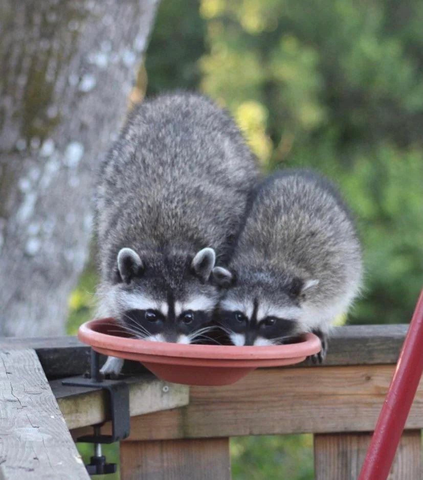 Raccoons stealing bird food.