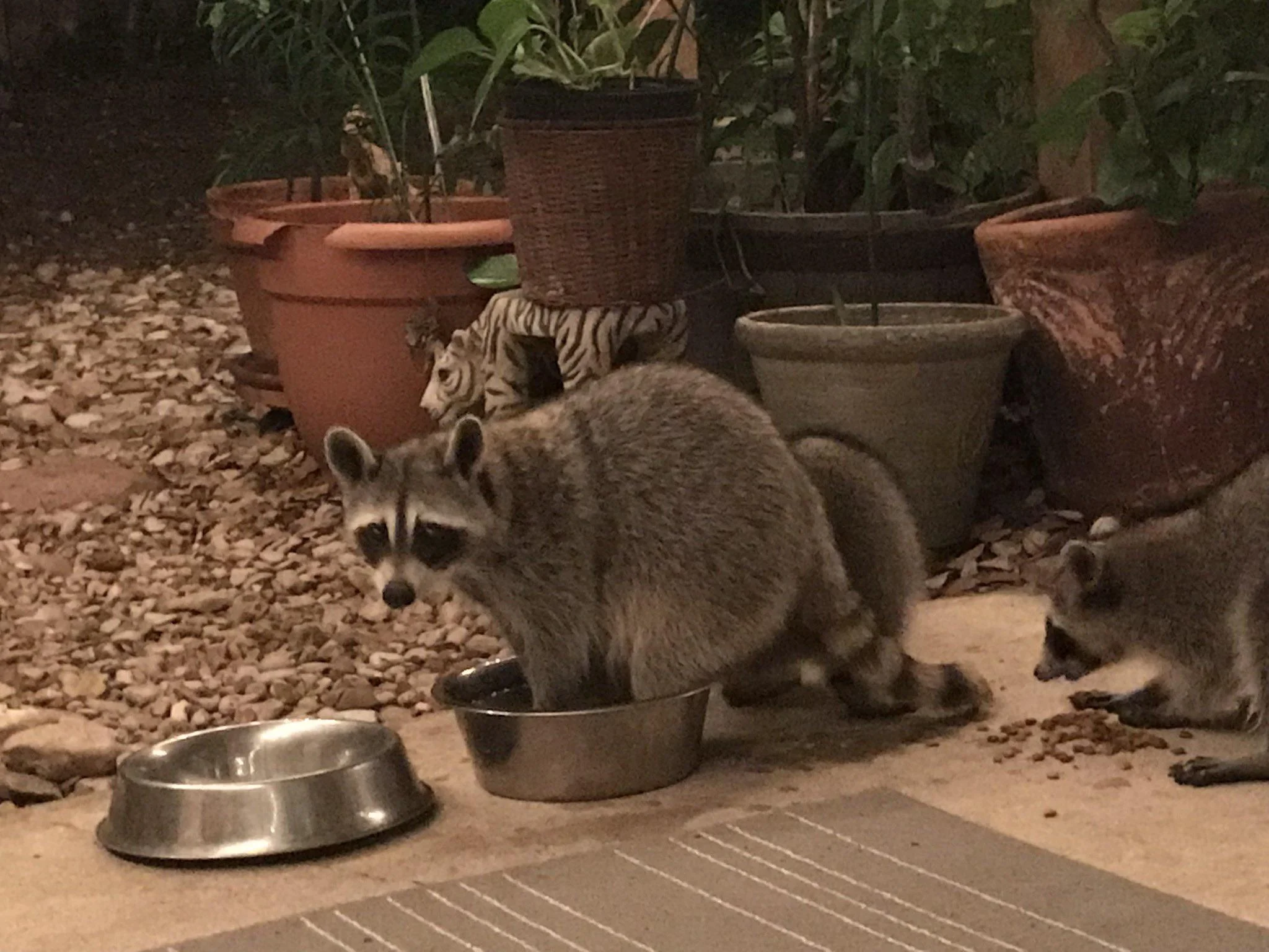 Raccoons raiding and stealing pet food.