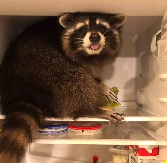 Wasbeer in een koelkast.