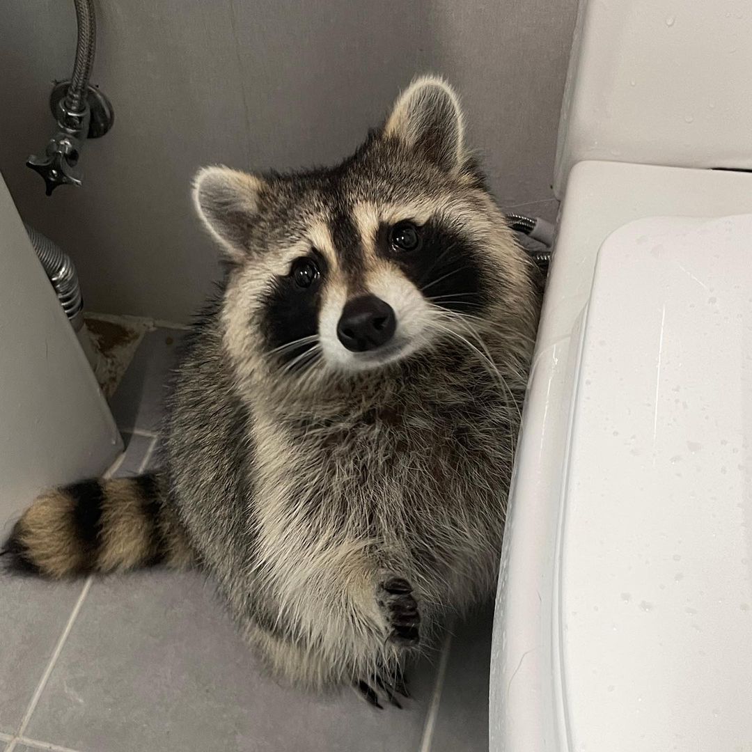 A cute raccoon.