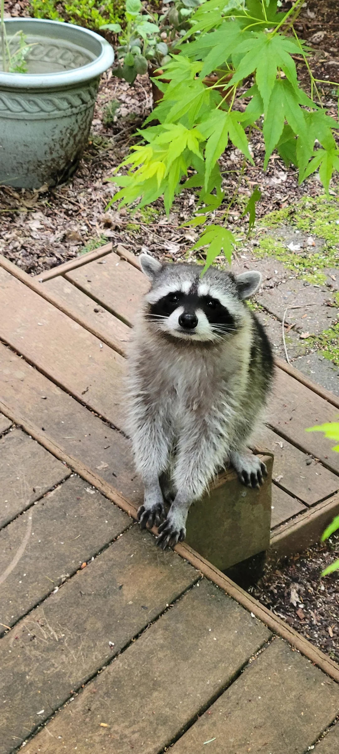 Cute Raccoon.