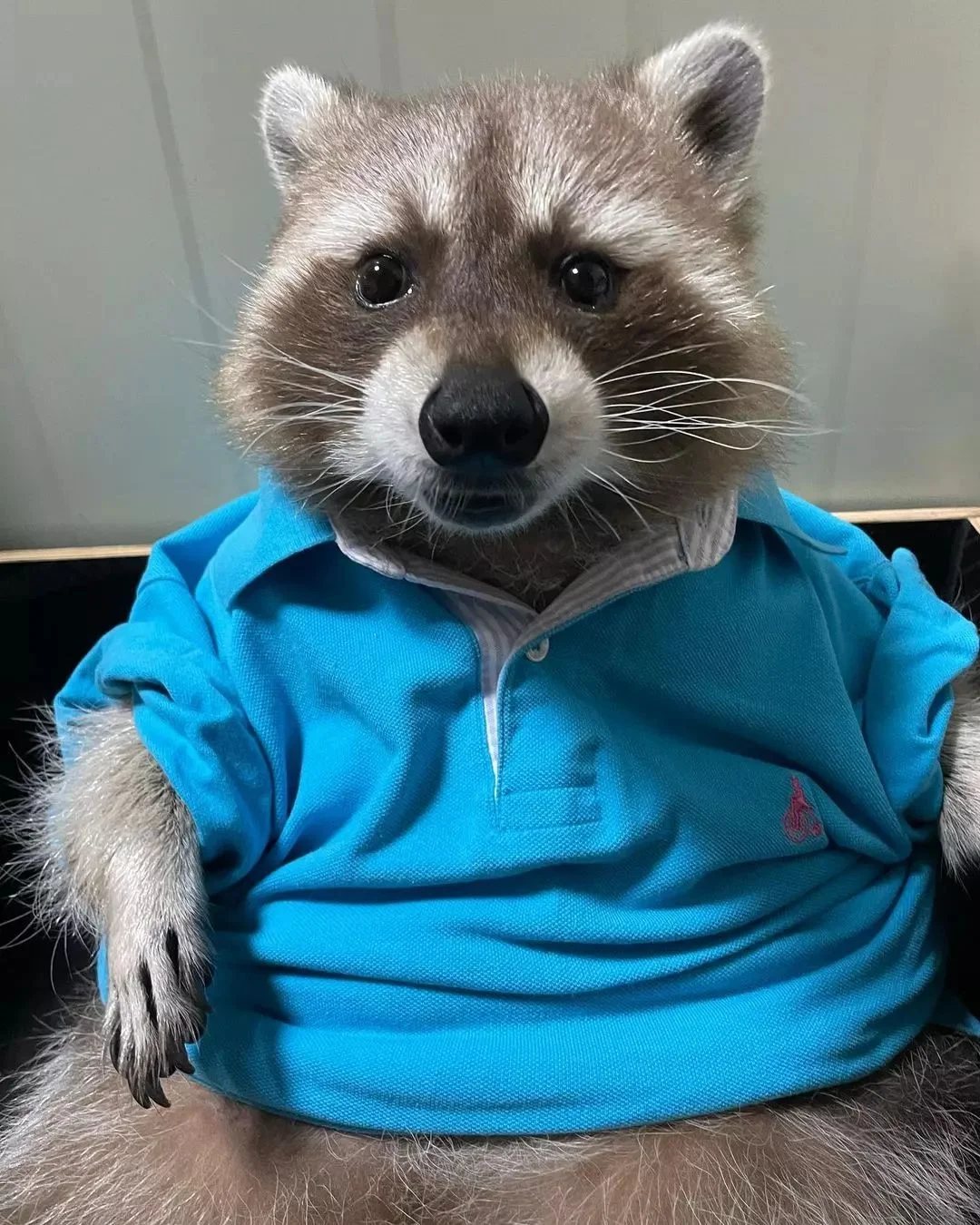 Raccoon wearing a shirt.