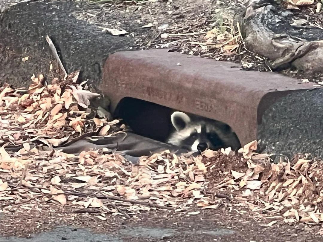 Raccoon in the street drain.