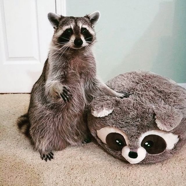Raccoon with his raccoon stuffed animal.