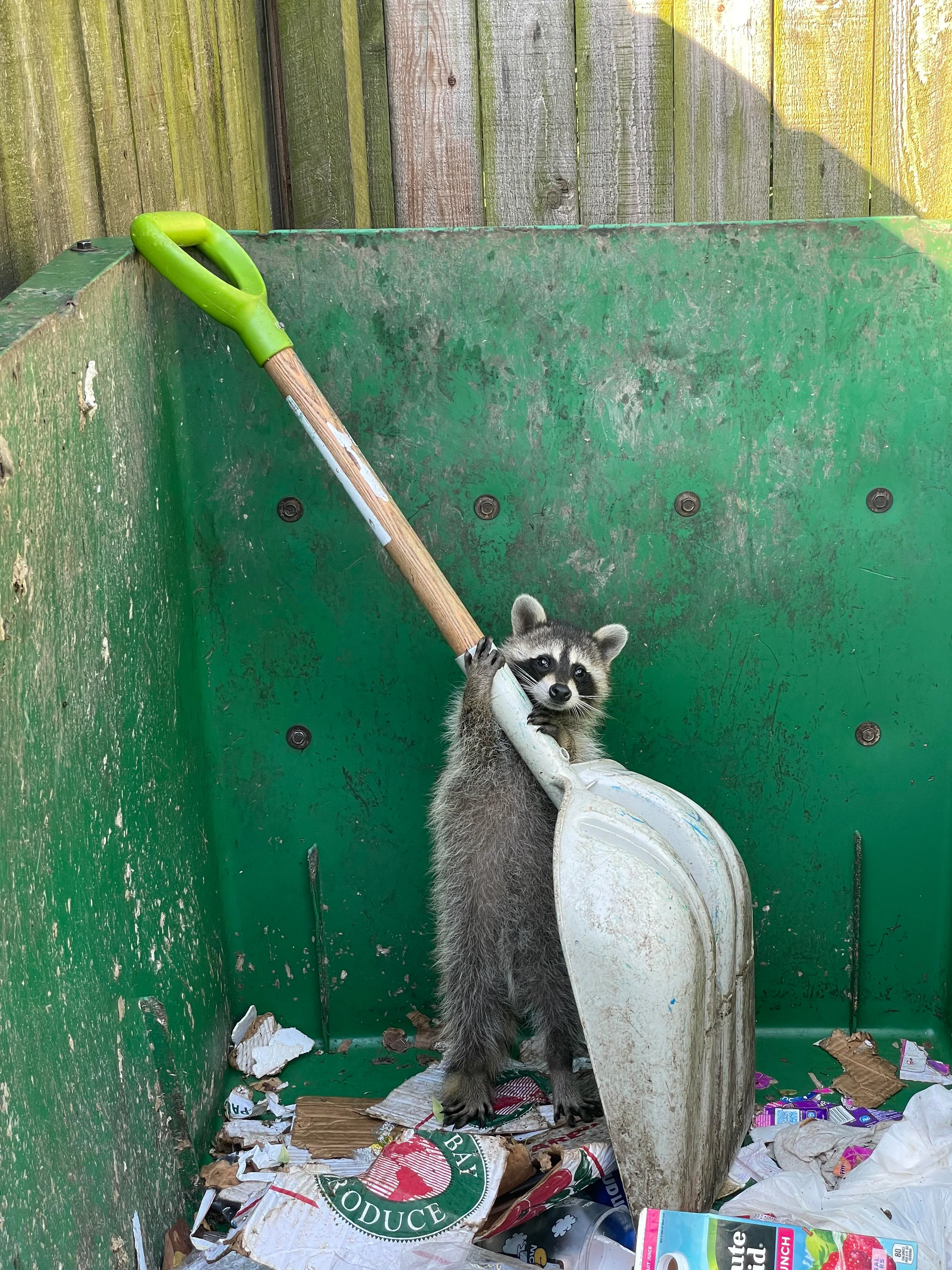 Raccoon shuffling the trash container.