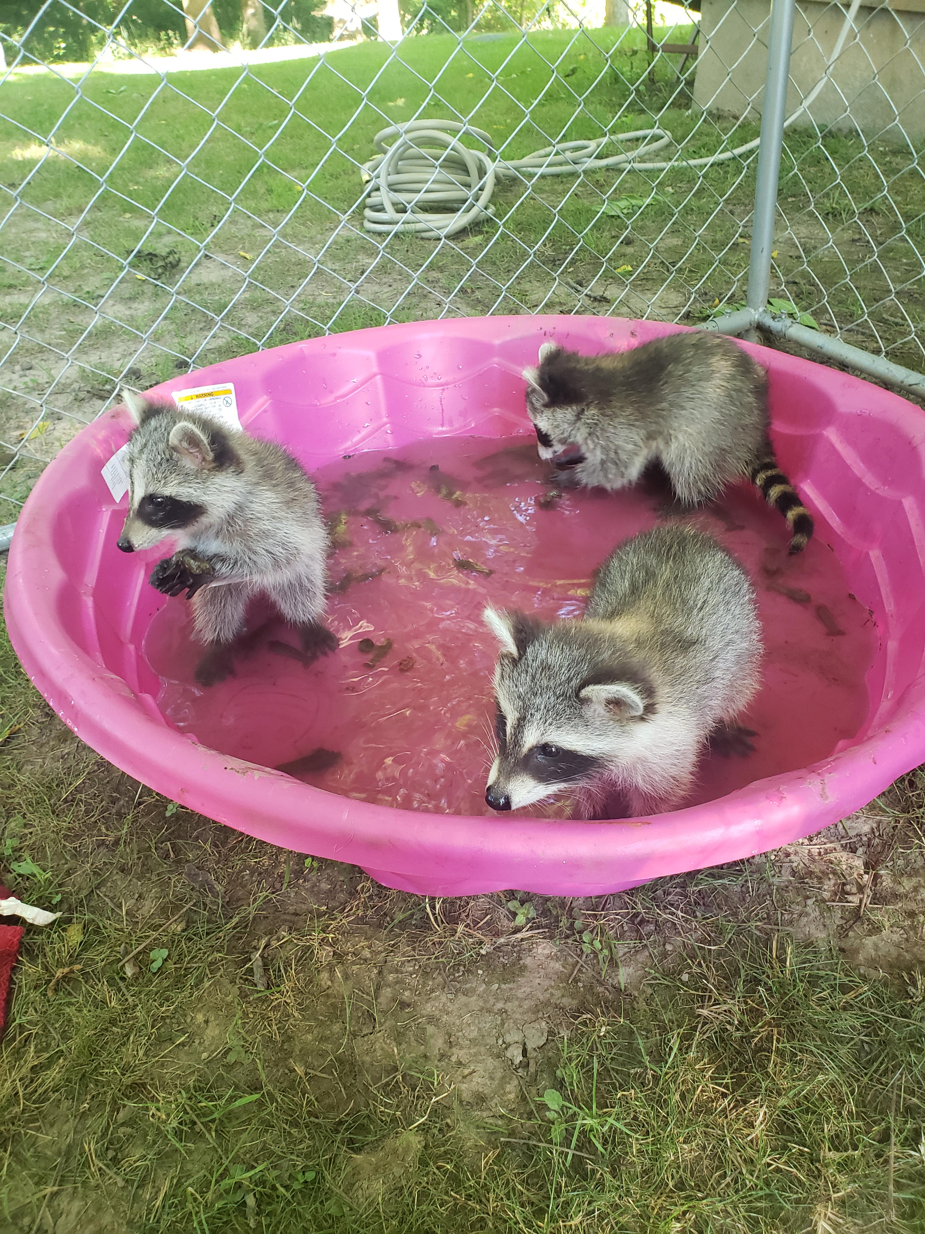 Baby raccoons in a mini pool.