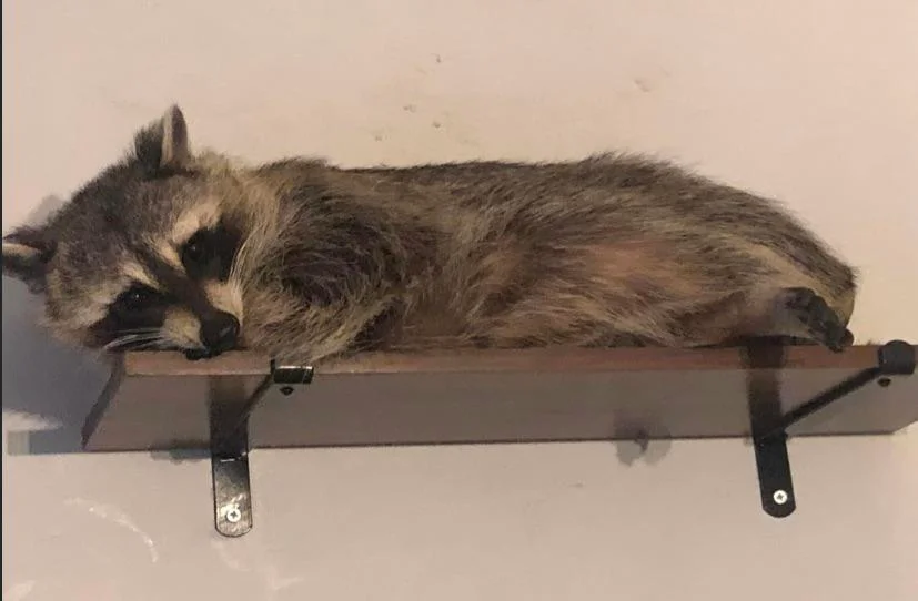 Raccoon sleeping on a wall mounted rack.