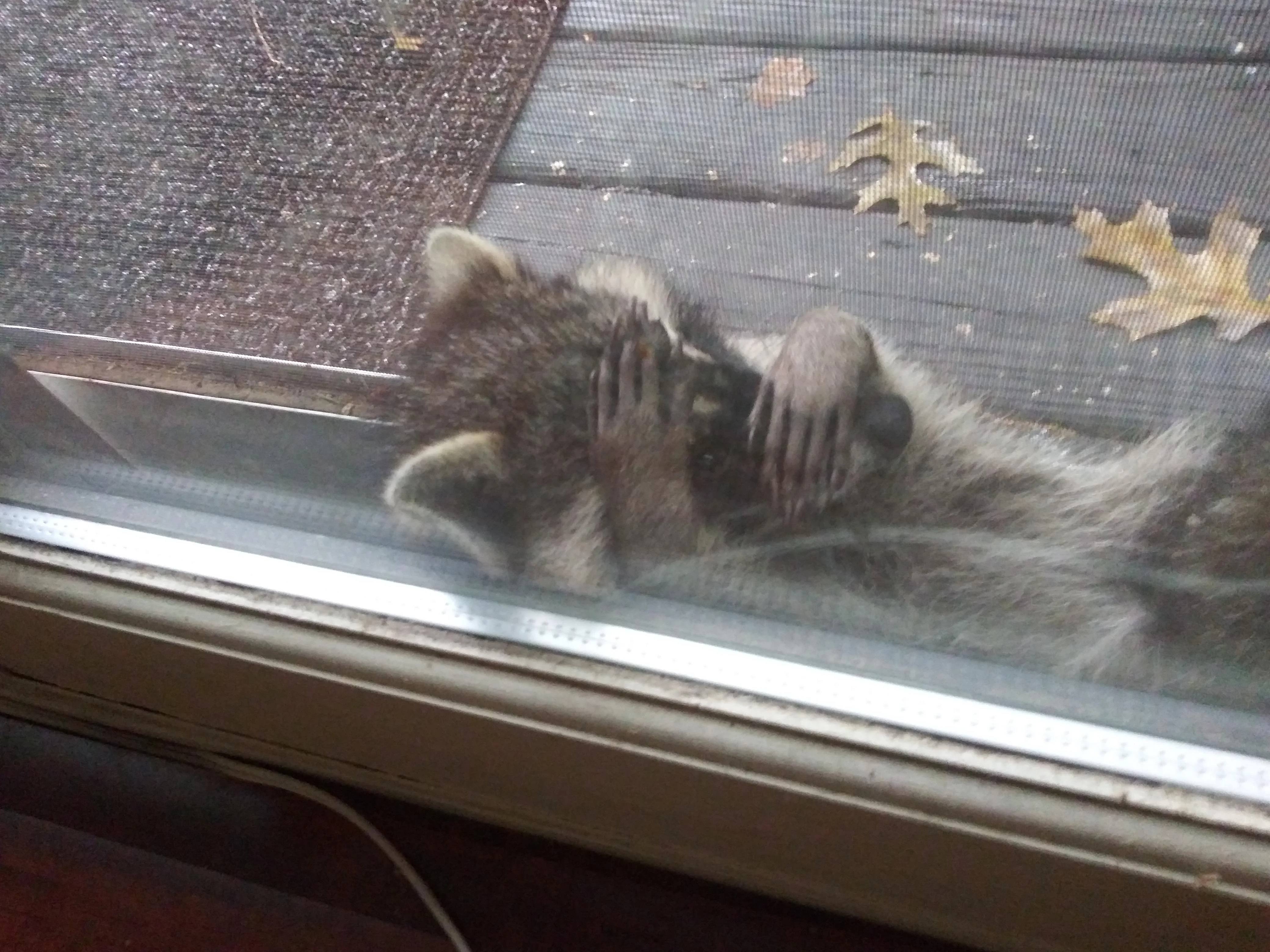 Een verlegen wasbeer aan het raam.