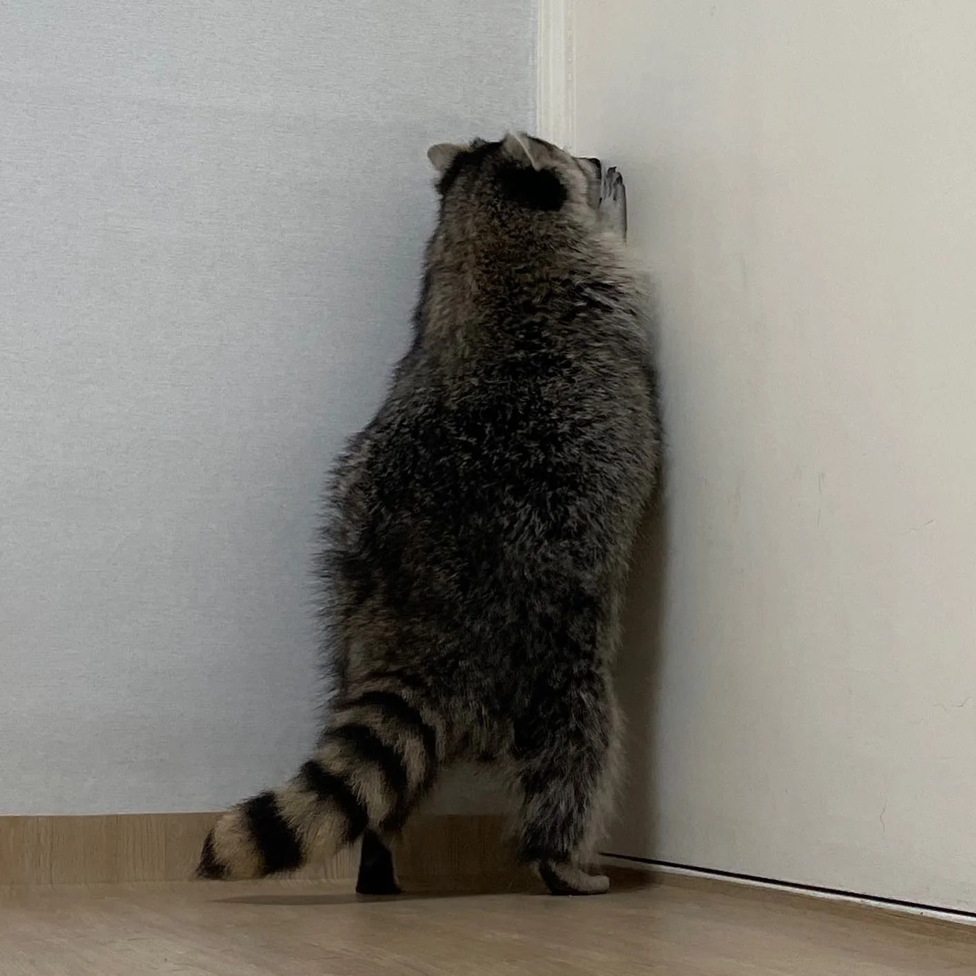Raccoon inspecting the corner of a room.