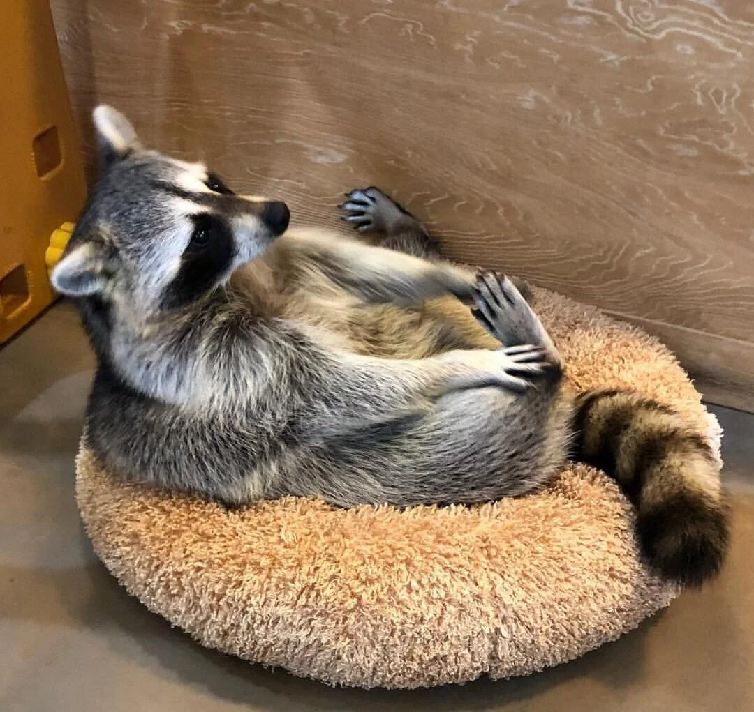Comfortable raccoon in his seat.