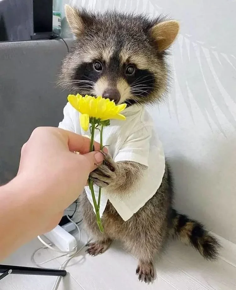 Dressed up raccoon gifting a yellow flower.