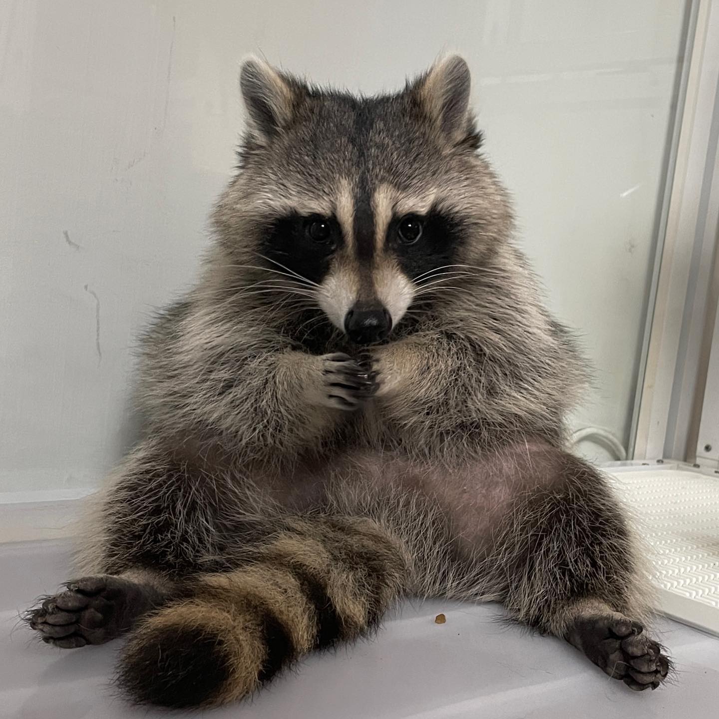 An ashamed raccoon.